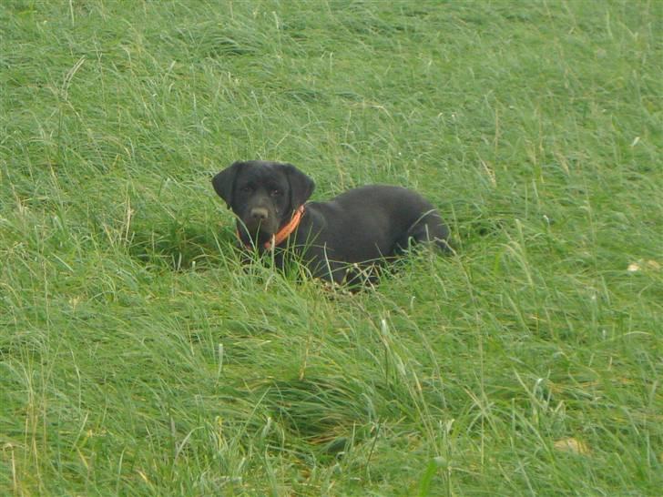 Labrador retriever Hansen billede 4