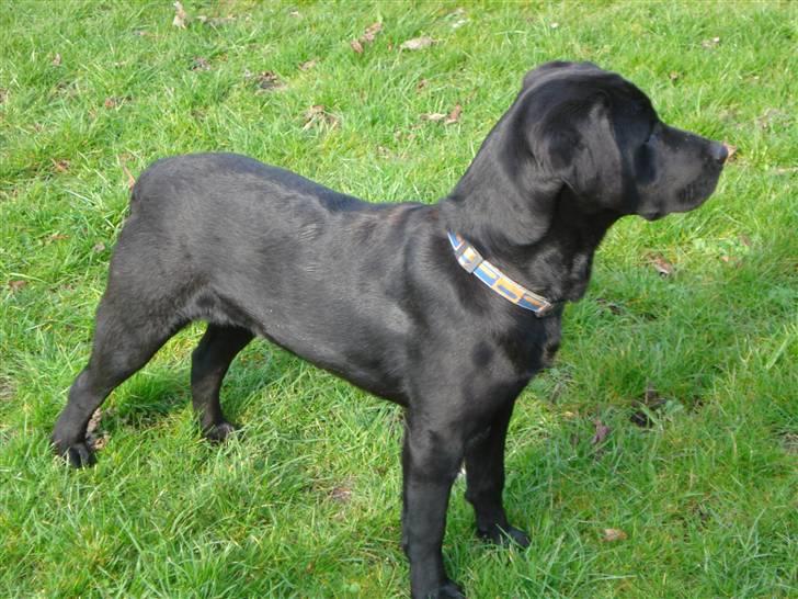 Labrador retriever Hansen billede 5