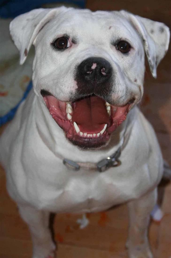 Amerikansk bulldog BAB´s Mercedes - velkommen til min profil NYT billede 1