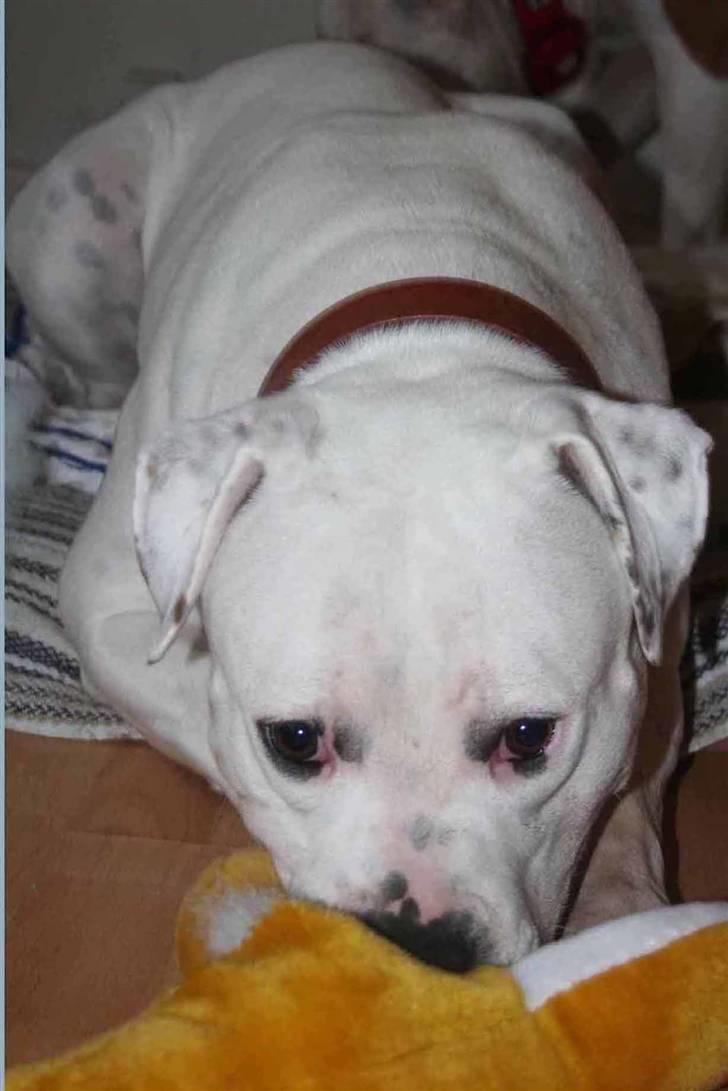 Amerikansk bulldog BAB´s Mercedes - tygger lige lidt i min bamse NYT billede 2