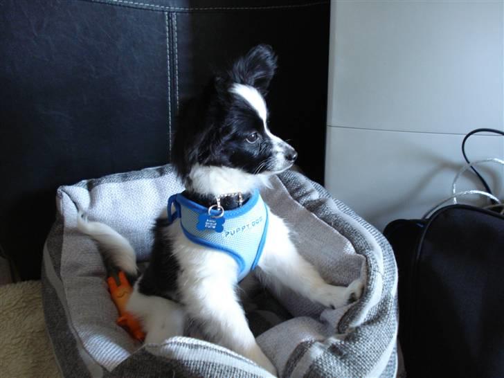 Papillon Sam billede 12