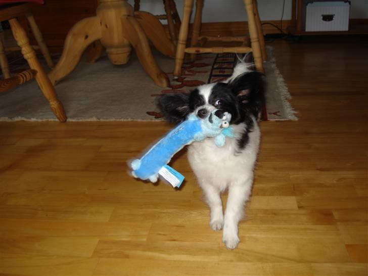 Papillon Sam billede 13