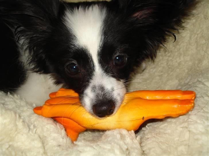 Papillon Sam billede 14