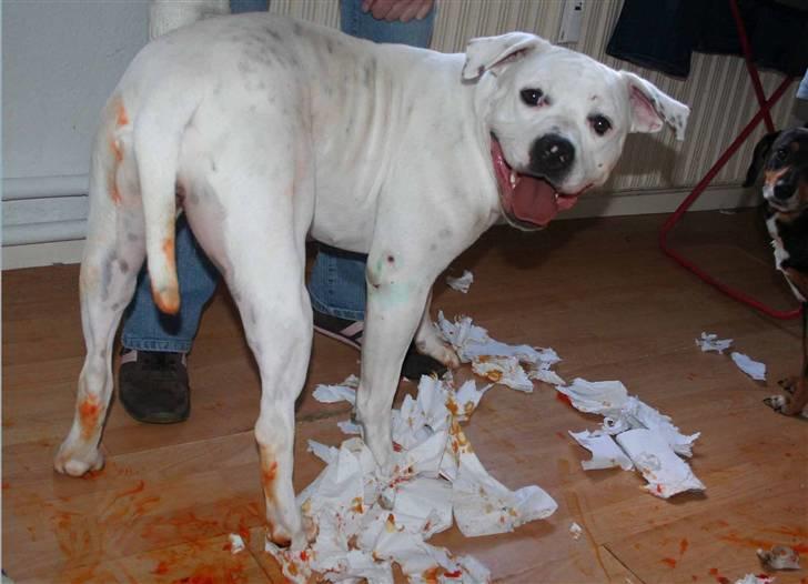 Amerikansk bulldog BAB´s Mercedes - kom til at lege med mor´s orange tøj farve NYT billede 3