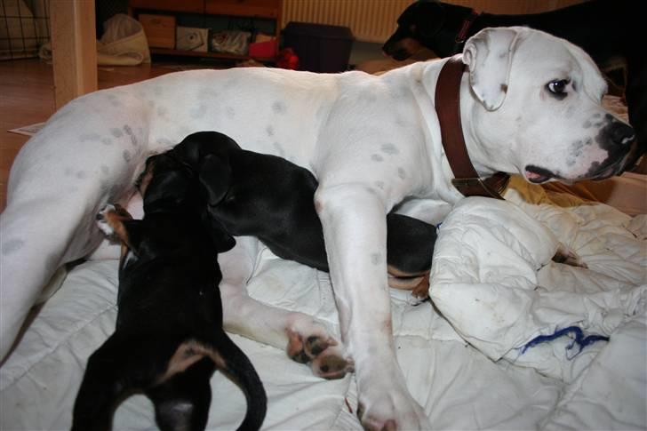 Amerikansk bulldog BAB´s Mercedes - Mercedes som mor billede 4