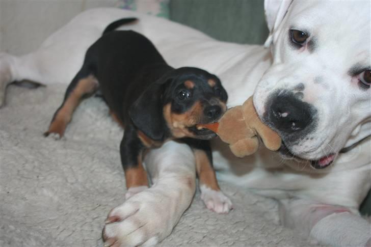 Amerikansk bulldog BAB´s Mercedes - leger lige med bibi billede 5