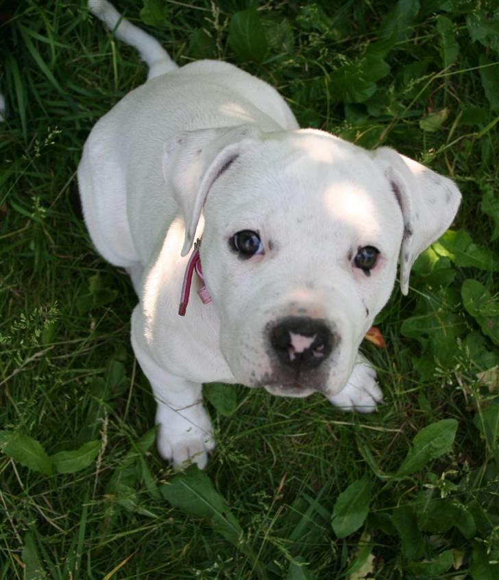 Amerikansk bulldog BAB´s Mercedes billede 6