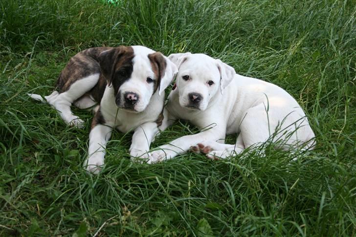 Amerikansk bulldog BAB´s Mercedes billede 7