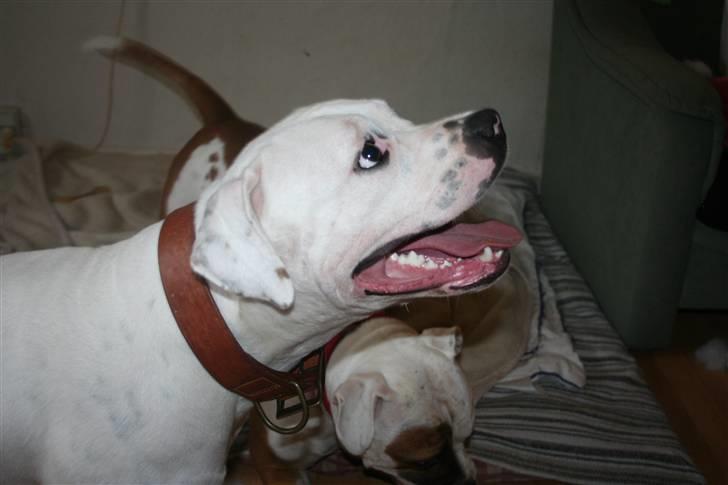 Amerikansk bulldog BAB´s Mercedes - NYT billede 8