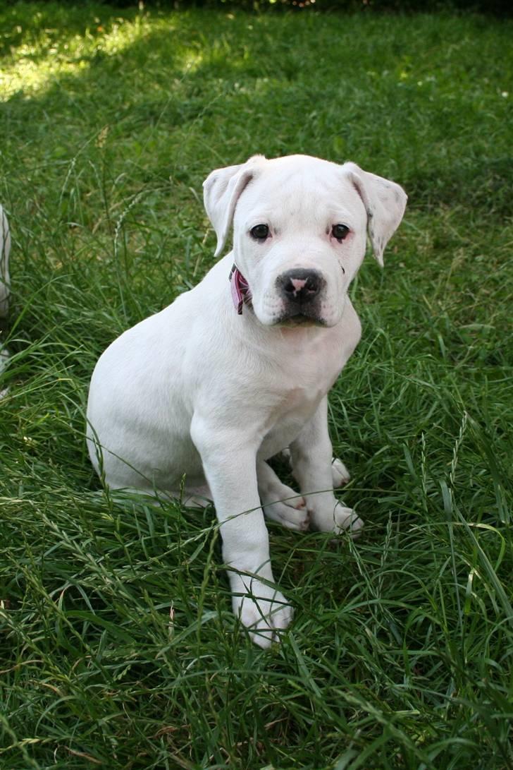 Amerikansk bulldog BAB´s Mercedes - mig og min mor billede 9