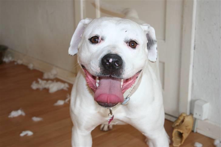 Amerikansk bulldog BAB´s Mercedes - se jeg kan os smile NYT billede 10