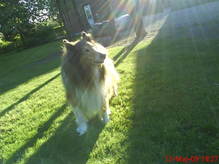 Collie langhåret Lucky - solen skinner på mig :) billede 8