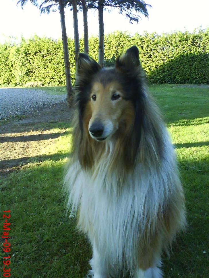 Collie langhåret Lucky - se hvor jeg kan sidde pænt :D<3 billede 9