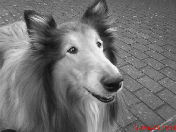 Collie langhåret Lucky - giv mig det nu! :) :D<3 billede 10