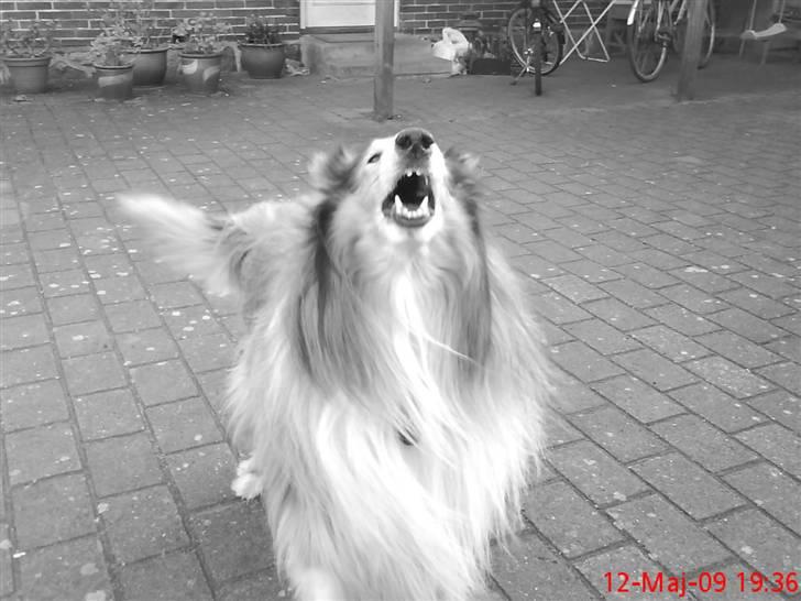 Collie langhåret Lucky - vov, vov :D <3 billede 11