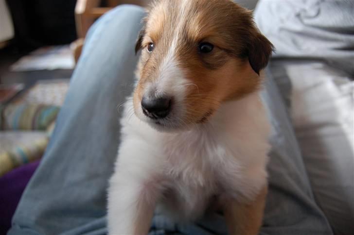 Collie langhåret Lucas billede 1