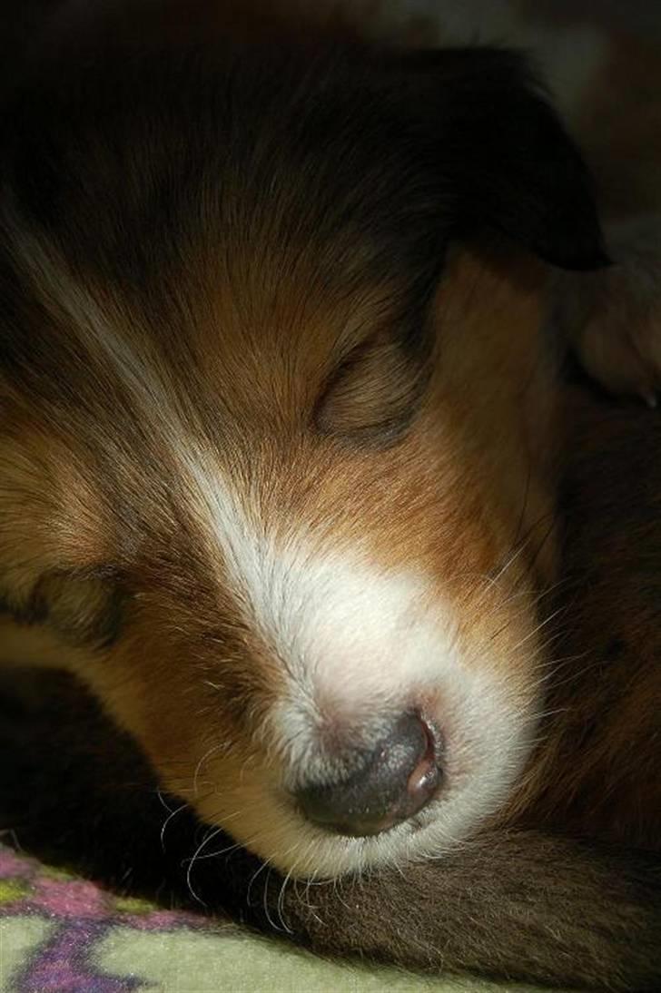 Collie langhåret Lucas billede 2