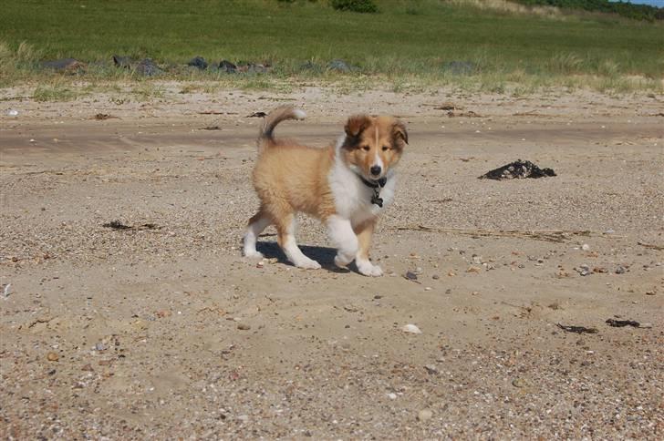 Collie langhåret Lucas billede 3