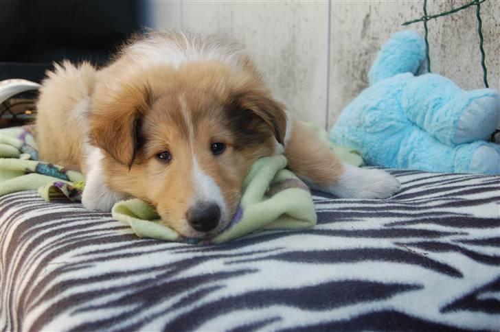 Collie langhåret Lucas billede 4