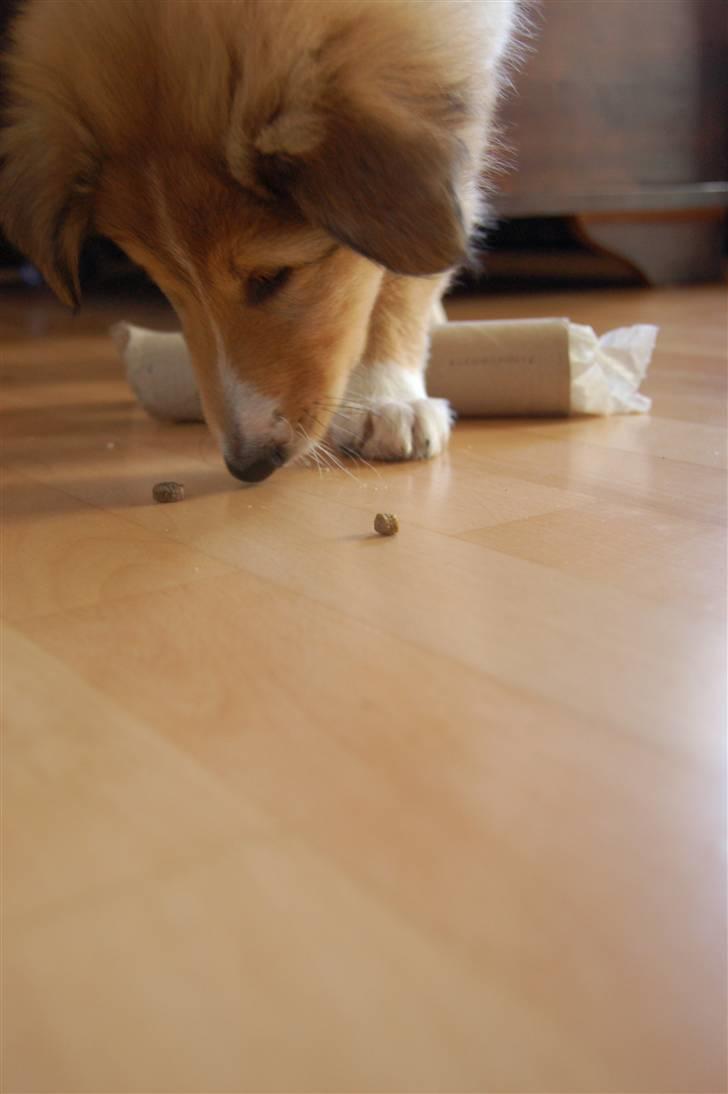 Collie langhåret Lucas billede 5