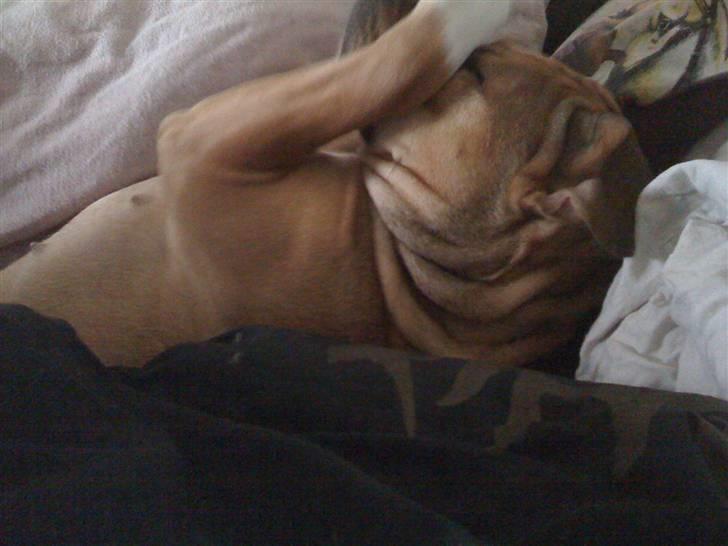 Amerikansk staffordshire terrier baby billede 1