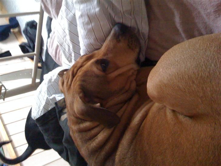 Amerikansk staffordshire terrier baby billede 2