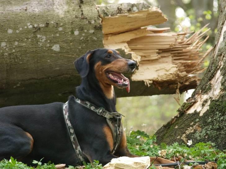 Blanding af racer Happy billede 1