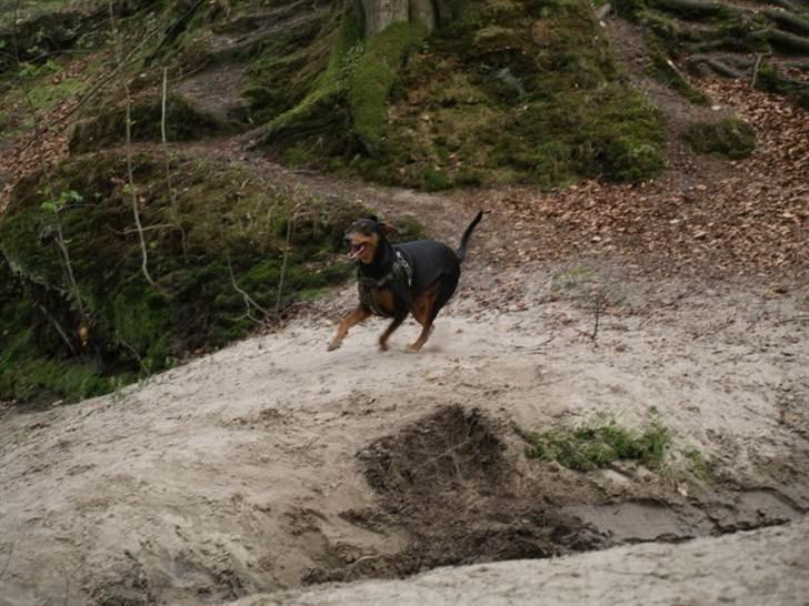 Blanding af racer Happy billede 2