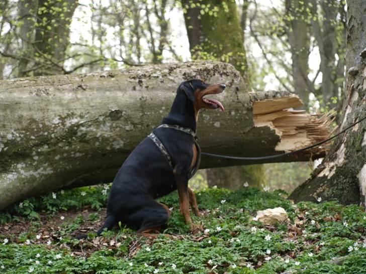 Blanding af racer Happy billede 3