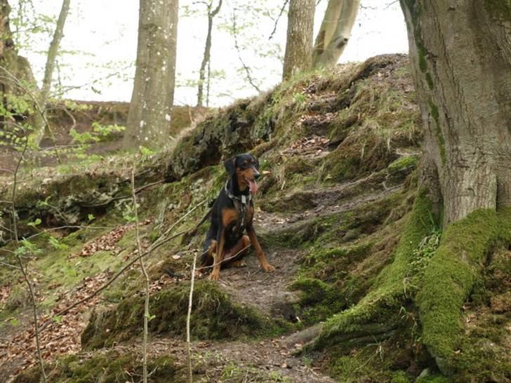 Blanding af racer Happy billede 4