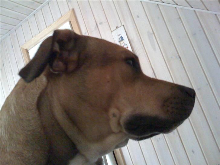 Amerikansk staffordshire terrier baby billede 3