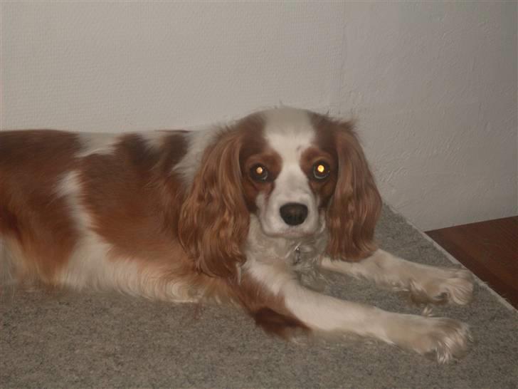 Blanding af racer Pippi billede 6