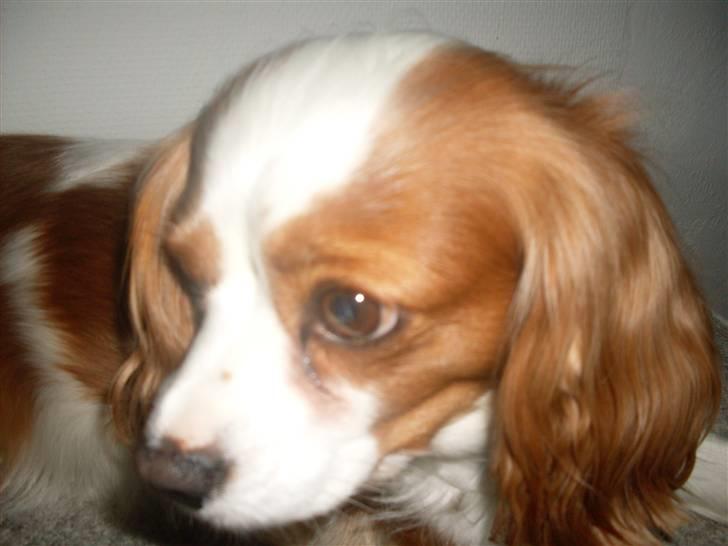 Blanding af racer Pippi billede 7