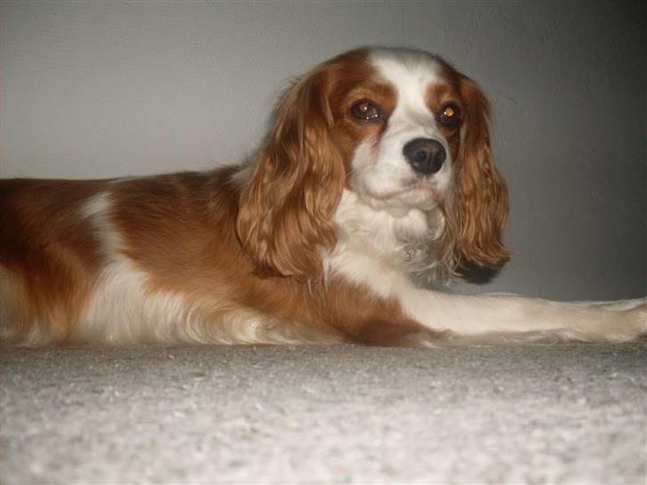 Blanding af racer Pippi billede 8