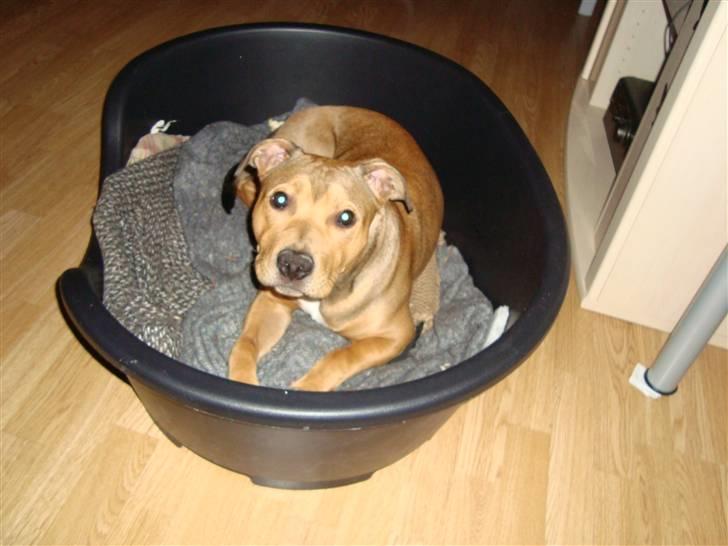 Staffordshire bull terrier Staff Royal Tyson - 13-05-09 billede 11