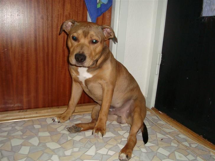 Staffordshire bull terrier Staff Royal Tyson - 13-05-09 billede 12