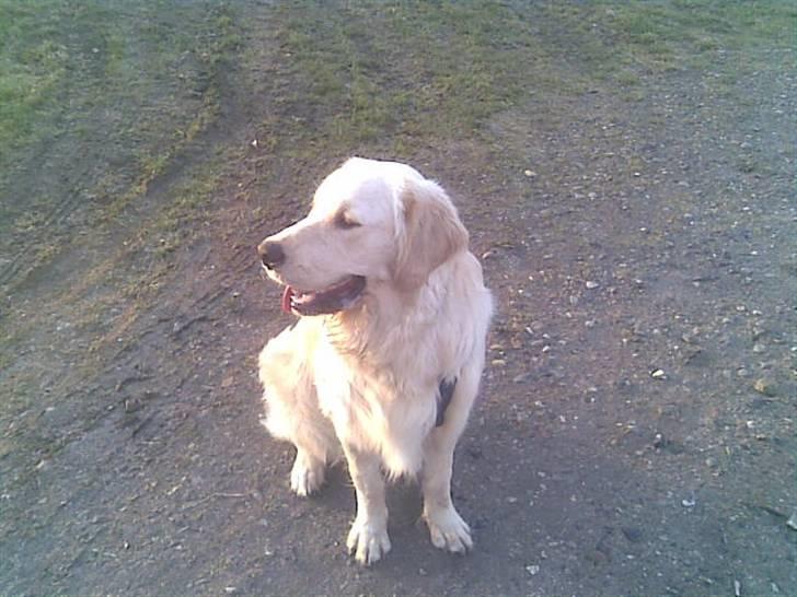 Golden retriever Mads - Ude og gå tur med Camilla & store Maiken billede 6