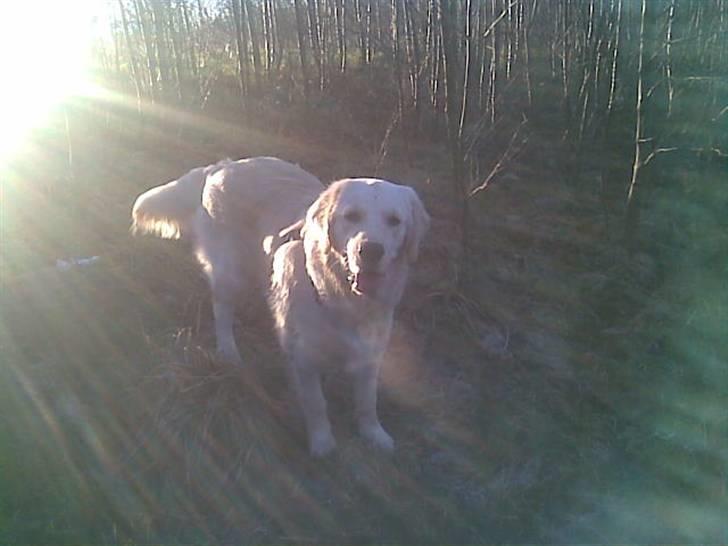 Golden retriever Mads - Ude i solen (; billede 7