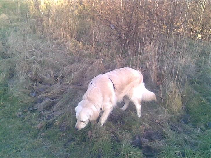 Golden retriever Mads - På nye eventyr med Camilla! 8) billede 8