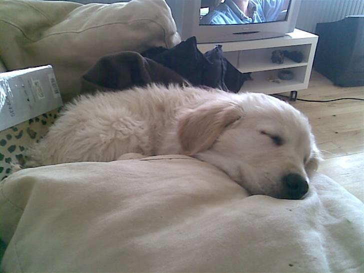 Golden retriever Mads - Da vi lige have fået ham den. 25 April 2008. billede 9