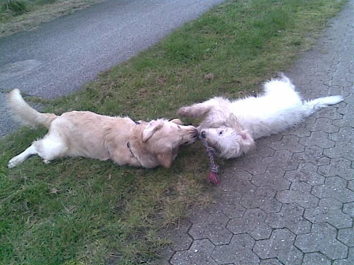 Golden retriever Mads - Mads og hans bedsteven Hogan leger på en cykelsti 8D billede 10