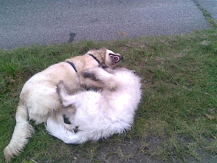 Golden retriever Mads - Mads og Hogan hygger sig meget (; billede 11