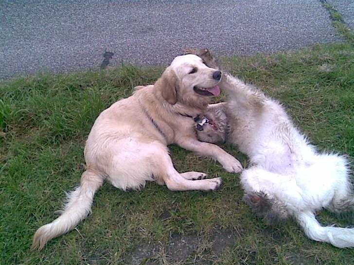 Golden retriever Mads - De elsker hinanden ufatteligt højt på en cykelsti d; billede 12
