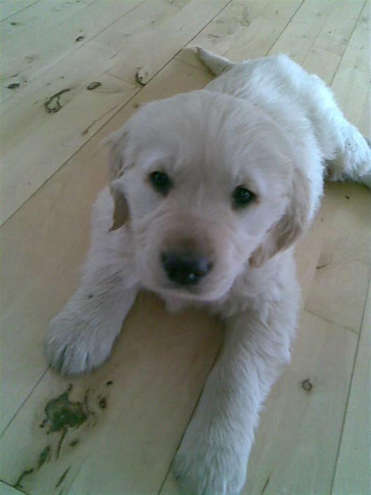 Golden retriever Mads - Mads da han var baby og sød (; billede 13