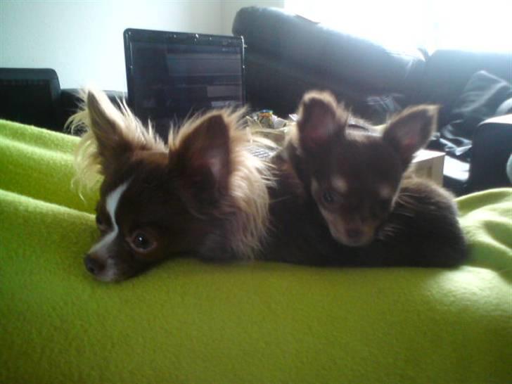 Chihuahua Ballerina billede 15