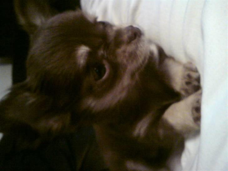 Chihuahua Ballerina billede 16