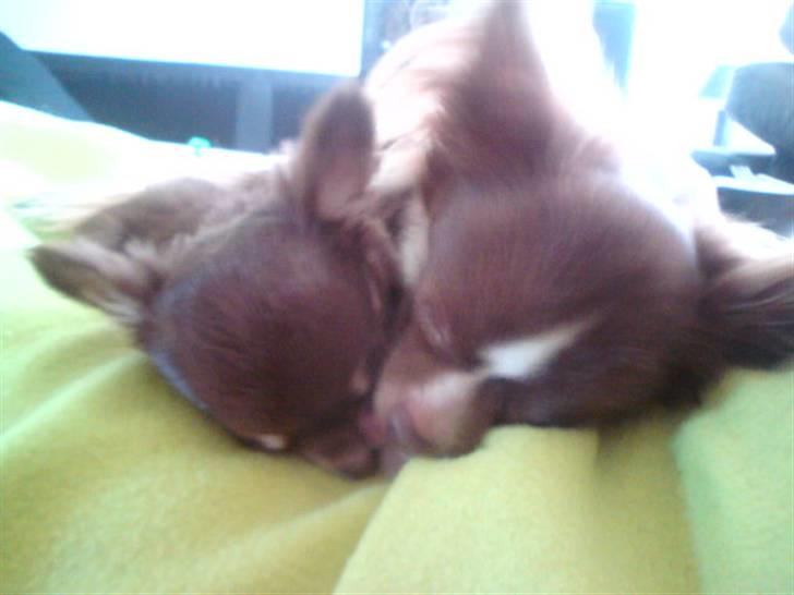 Chihuahua Ballerina billede 17