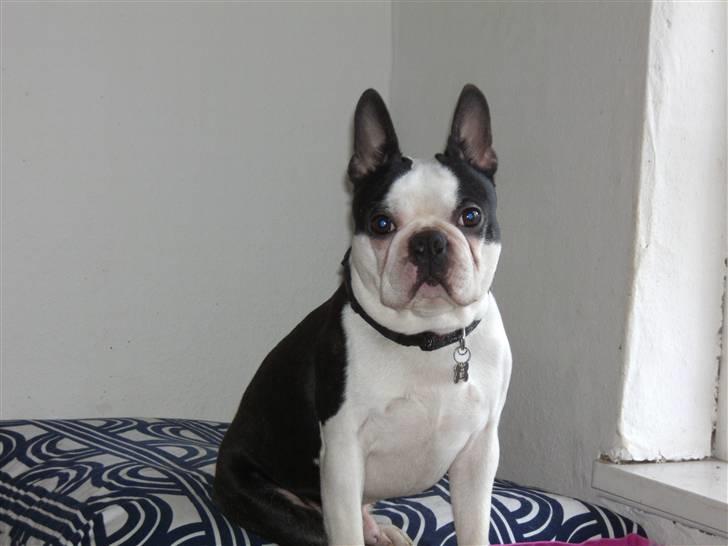 Boston terrier Georgi billede 2