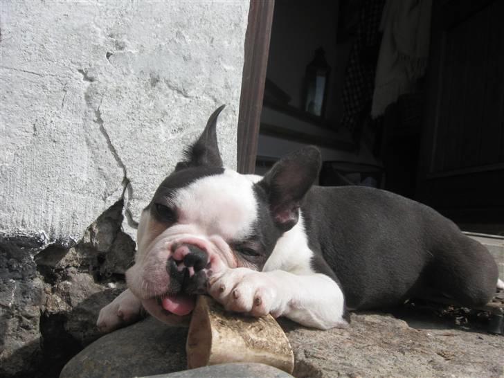 Boston terrier Georgi billede 3