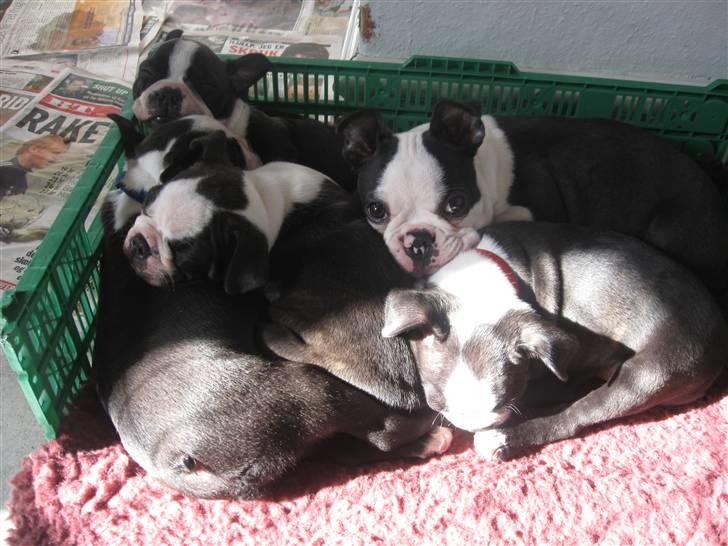 Boston terrier Georgi - Med Astas hvalpe billede 4